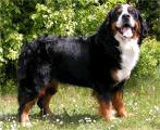 Bernese Macis Etna